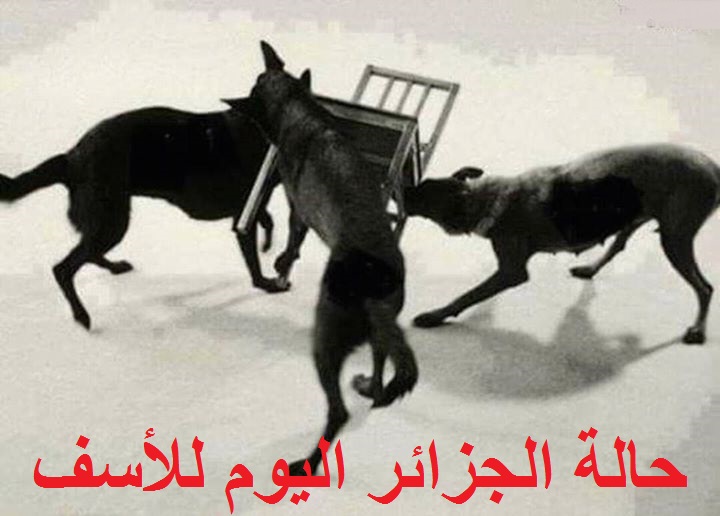 تبون وحساني شريف ويوسف أوشيش.. ثلاث شخصيات تتنافس على منصب رئيس الجزائر