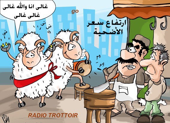 كبشيات جزائرية ؟