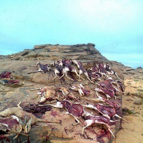 الغزال الجزائري يباد من طرف الأمراء الخليجيين من هو المسؤول عن هذه الجريمة ؟