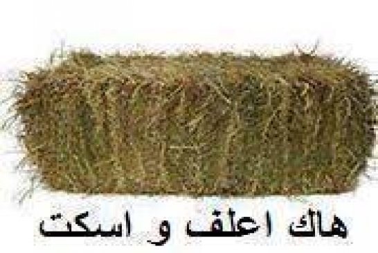 حبس شاب لتهربه من تسديد ديون \"لونساج\"
