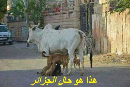 متى ينتهي هذا البترول و نرتاح؟