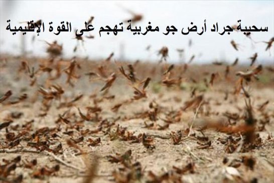 المغرب يغزو الجزائر جراديا