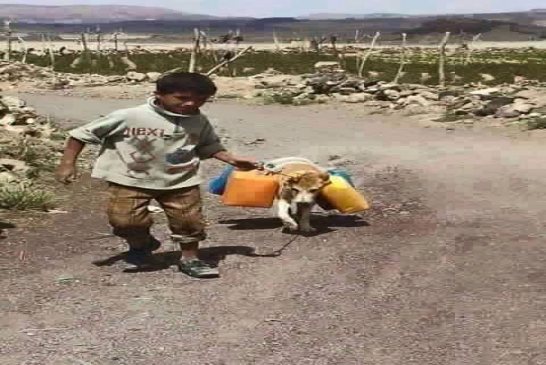 في الجزائر فقط يستطيع طفل فقير ان يقنع كلبا بأنه حمار !!!