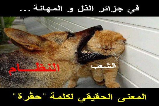 فتنة ومحنة وطني الغالي الذي أرخصته سياسة عمياءُ صماءُ بلهاءُ