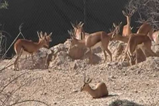 حجز غزلان مهربة للإمارات العربية بصحراء البيض