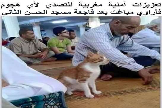 وزارة الدفاع الجزائرية تقتني 100 ألف فأر من غينيا لغزو المغرب