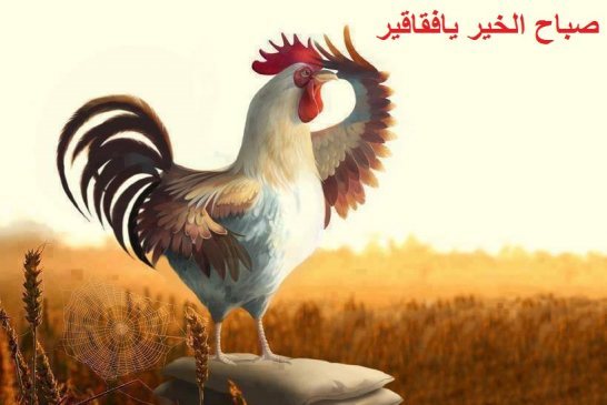 الجزائر تعدل ميزانيتها بعد انخفاض عائدات النفط الى النصف
