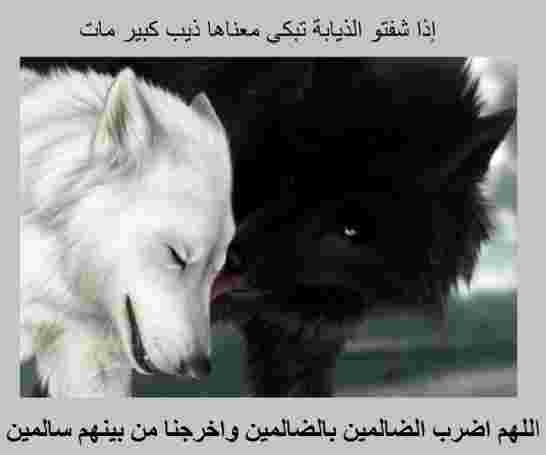 سعيداني للويزة حنون قولي بسم الله الرحمان الرحيم وانا سأستقيل