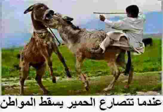"بريتيش بيتروليوم" و"ستاتويل" تقرران تخفيض أجور عمالها في الجزائر بسبب تراجع أسعار النفط