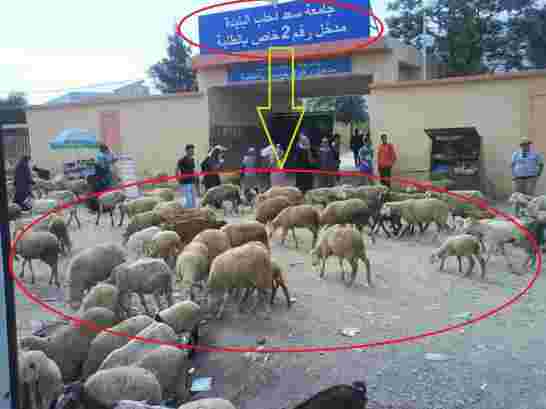 الجامعات الجزائرية تتربع على ذيل التصنيف العالمي