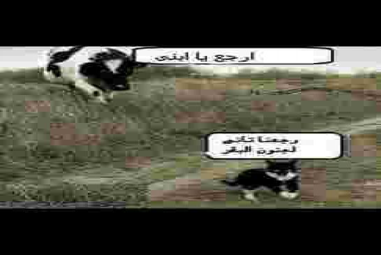 عقابا للشعب عن عدم المشارك في الانتخابات الحكومة تتجه لاستيراد بقر "مجنون" من إسبانيا لاستهلاكها خلا