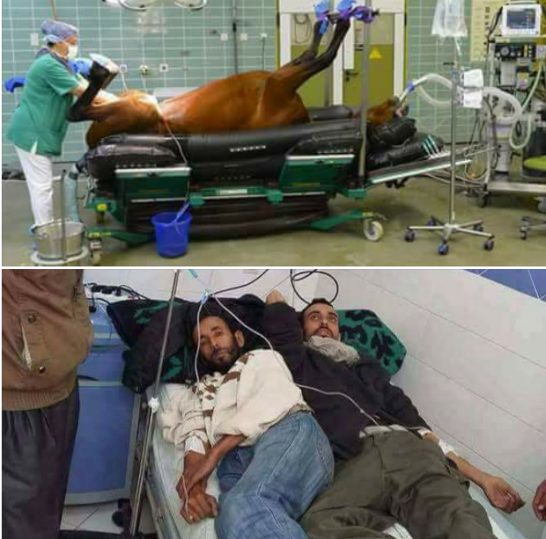 الفرق بين دولة تدعي بأنها أفضل من السويد عجزت عن توفير سرير و دول أعطت حتى للحيوان حقه