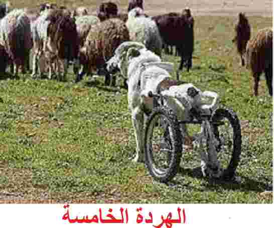 لتمرير الهردة الخامسة بسلام الحكومة تعود الى شراء السلم الاجتماعي؟
