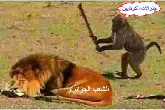 هذا هو حال الشعب الجزائري