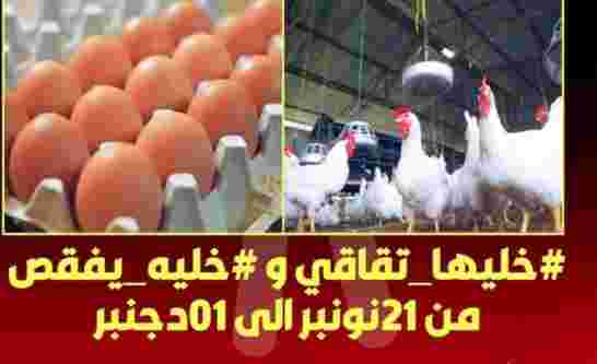 خليها تقاقي..حملة مغربية جديدة لمُقاطعة الدجاج والبيض بعد إرتفاع صاروخي للأسعار