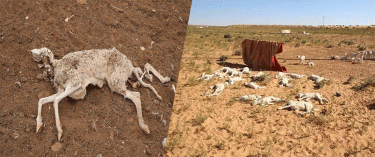 نفوق المئات من الماشية بداء مجهول وخطير في بلديات ولاية الأغواط