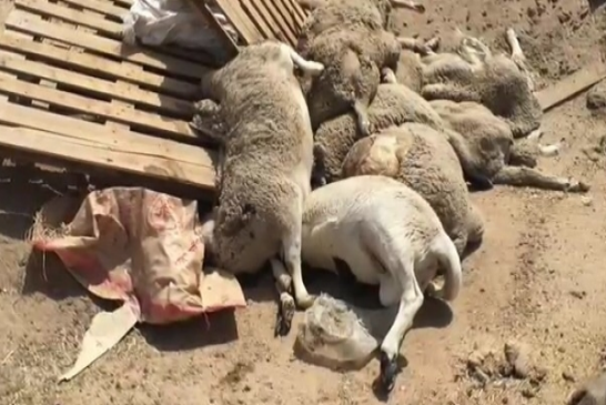 هل تفشي طاعون “المجترات الصغيرة” ناقوس خطر ينذر بكارثة في الجزائر