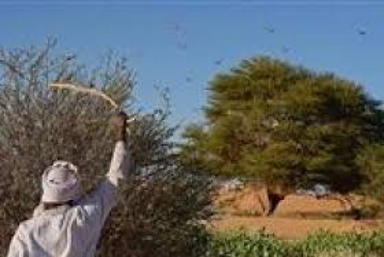 جراد صحراوي مدمر يهدد السعودية ومصر