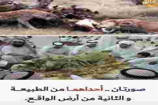 صورة من أرض الواقع