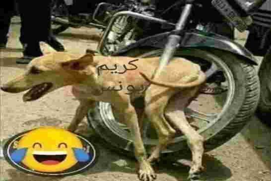 بن فليس يتحفظ على نتائج عمل هيئة حوار الكاشير كريم يونس