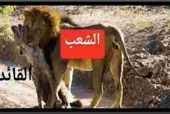 تعنت عصابة نظام قايد رابعة اعدادي يدخل الجزائر في حرب استنزاف