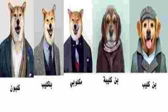 سلطة الانتخابات مرتاحة من سير الحملة الانتخابية التي تجري في “ظروف عادية”