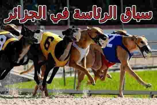 هذان الكلبان هما المفضلين للقايد صالح من الكلاب الخمسة في الانتخابات الرئاسية