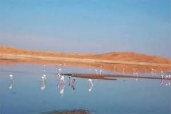 محافظة الغابات بولاية إيليزي تحصي 20 صنفا من الطيور المهاجرة بمنطقة الطاسيلي