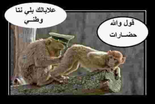 مافيا الشياتة الجزائريين هي دعْمٌ  قَوِيٌّ  جداً لمافيا جنرالات الجزائر  لاستمرار حكم العصابات دائما
