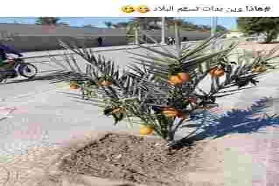 إنجاز عظيم يحسب لعمي تبون ومزال لخير للقدام نظام معلوماتي لتتبع الحليب المدعم