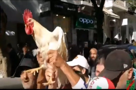 للثلاثاء الواحد والخمسين شعارات الطلبة تطالب برحيل نظام عصابة جنرالات شنقريحة والإفراج على السردوك