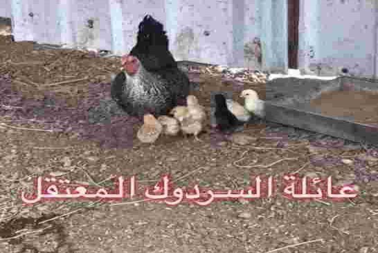 مديرية الأمن الوطني تصدر توضيح لعائلة “سردوك” الأبيار