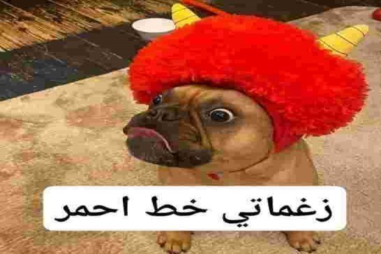 سلفنا وجهك نقابلو بيه...زغماتي يطالب عمي تبون بالتسريع في بناء السجون