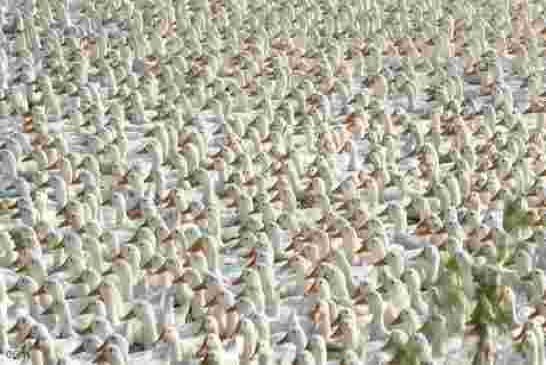باكستان تحارب الجراد بجيش من البط الصيني