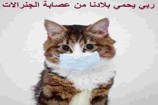 بلجيكا تعلن تسجيل إصابة قط بفيروس كورونا في أول حالة نادرة في العالم