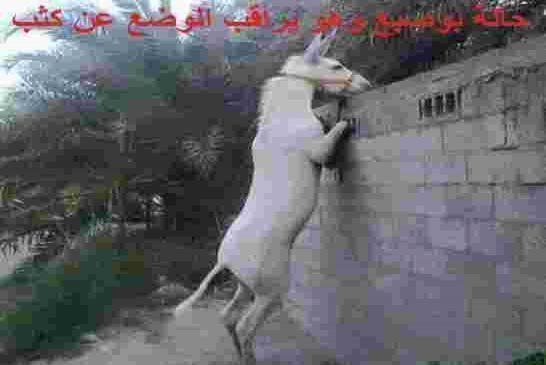 حتى الشيطان لا يدري ماذا يجري بين صقور الحكم في الجزائر
