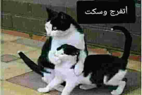 تجي تفهم راسك يبلوكي... عصابة الفساد في الجزائر تطلق شبكة لمناهضة الفساد