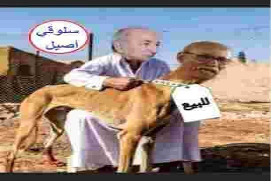 بعد إقبار أمريكا ملف الكركرات، المستطيل بئر لحلو- تيفاريتي - امهريس من سَيَنْقَضُّ عليه الأول شنقريح