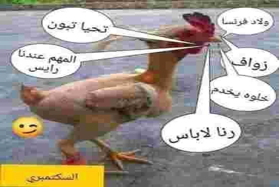بن قرينة: إمضاء تبون على الدستور سيدخل الجزائر عهدا جديدا من الخرطي