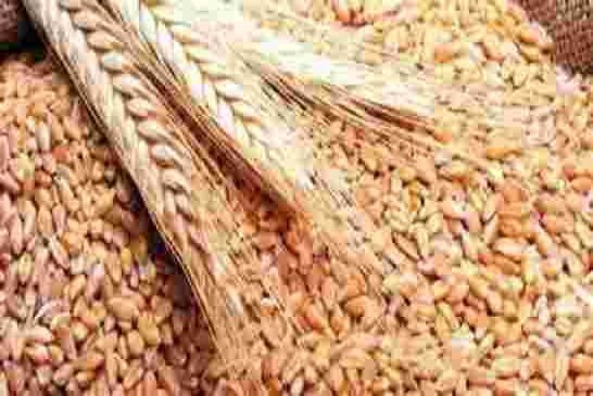 من المسؤول عن استيراد قمح مسموم من إستونيا لإطعامه الى الشعب الجزائري