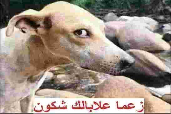 بعد تخوف وزراء الحكومة من لقاح سبوتنيك v مقري يحت المسؤولين بتلقي لقاح كورونا أمام الشعب