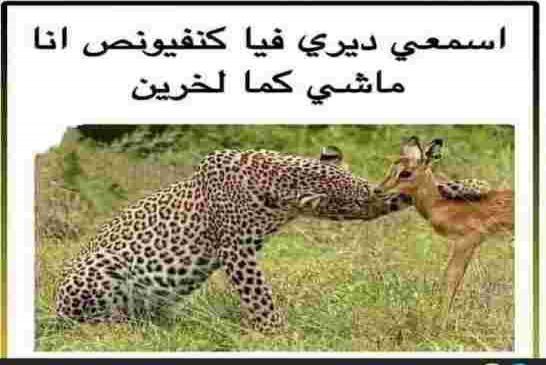 جنرالات الخردة الفرنسية يبيعون الوهم لتخدير عقول الجزائريين