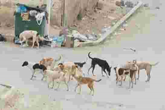 أمريكا تمنع استيراد الكلاب الجزائرية