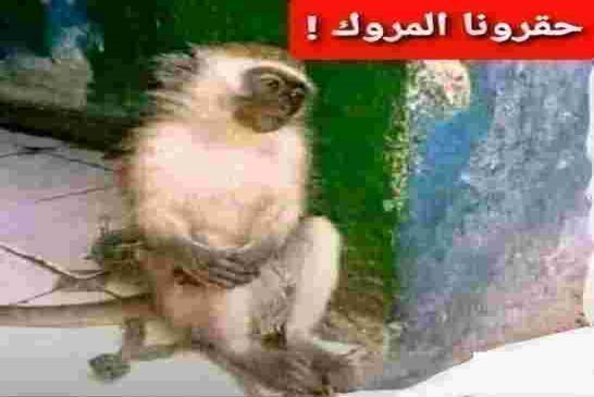 بعد كر وفر الجزائر تقرر قطع العلاقات الدبلوماسية مع المغرب