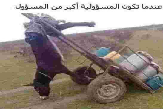 تبريرات غبية لإتصالات الجزائر حول اضطرابات في شبكة الأنترنيت