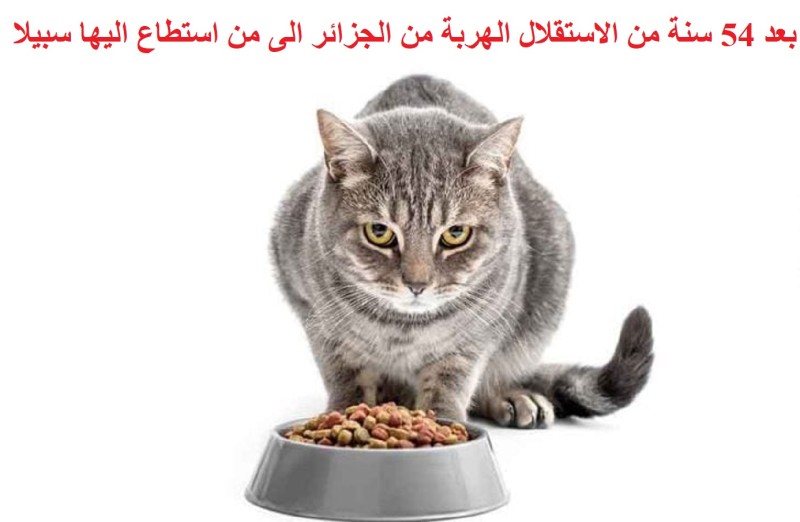 قط مهاجر سري في بلجيكا مهدد بالطرد إلى الجزائر بسبب عدم حيازته للوثائق