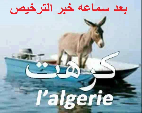 الجزائر تفرض تراخيص لشراء الحمير